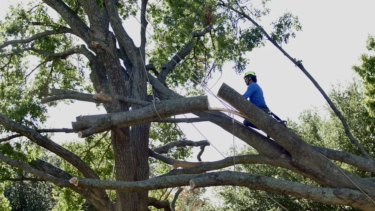 Professional Crown Thinning performed by certified arborists in Sunnyside