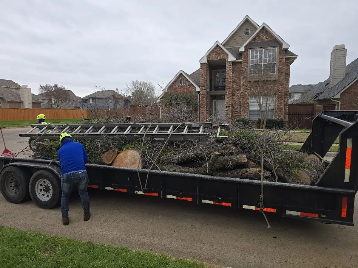 Expert Tree Removal with proper safety equipment in Sunnyside
